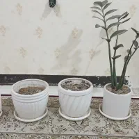 ۳ عدد گلدان و زیر گلدان. و یک  گیاه زانفولیا بلک