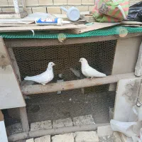 سفید تهرونی|پرنده|لنجان, |دیوار