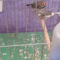 ۲ جفت فنج مولد همرا با تخم هاشون|پرنده|باسمنج, |دیوار