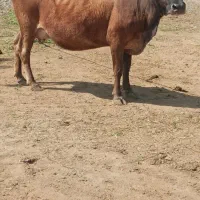 گاو زاییده با گوساله