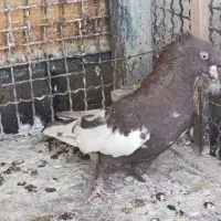 کفتر بهبونی نر|پرنده|شیراز, شهرک مدرس|دیوار