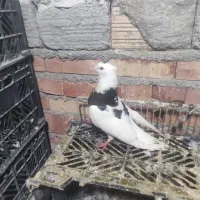 کبوتر گرفتنی|پرنده|بستان آباد, |دیوار