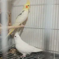 دوکت لوتینو و جوجه|پرنده|علی‌آباد کتول, |دیوار