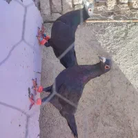 مصری کرمونی زاغ کرمونی پلنگ کرمونی کاشمر.