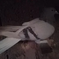 کفتر رنگی|پرنده|شیراز, کوشک میدان|دیوار