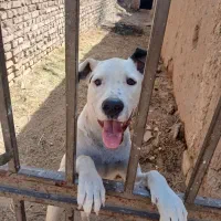 سگ معاوضه با کفتر|سگ|بیرجند, |دیوار