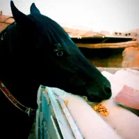 کره اسب نریان یورقه