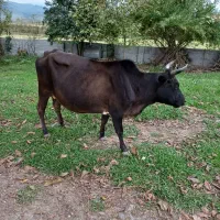 فروش گاو با گوساله ماده|حیوانات مزرعه|سنگر, |دیوار