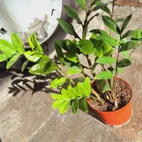 فروش تعدادی گل آپارتمانی‌ زیبا سرحال