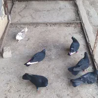 کبوترزاغ