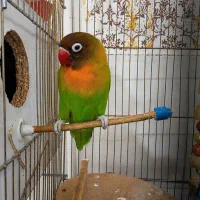 طوطی کوتوله نر معاوضه با ماده