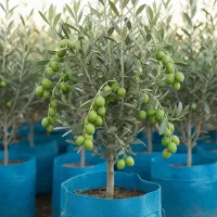 نهال زیتون روغنی و مقاوم و پربار و سودده