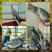 پرنده ی خانگی