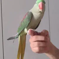 شاه طوطی نر تقریبا 8 ماهه|پرنده|کرج, حصارک بالا|دیوار