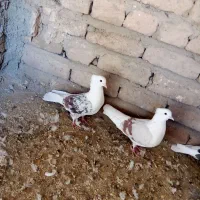 نرو ماده پلنگ میل سرخ