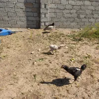 فروش قفس و مرغ و خروس|حیوانات مزرعه|خوی, |دیوار