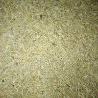 جو دیم رقم انصار کیسه شده