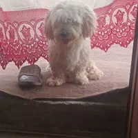شیتزو سفید مو فر