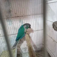 طوطی گرینچیک ویولت نر .یلوساید نرمال ماده کارداده