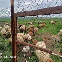 زمین دامداری