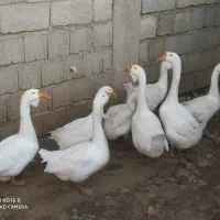 قوغاز اکراینی|حیوانات مزرعه|پرهسر, |دیوار