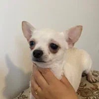 شیواوا اصیل خالص