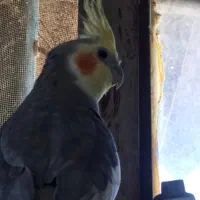 جفت عروس هلندی دستی