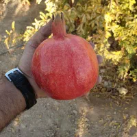 فروش یک قطعه باغ انار سند دار اول شهر