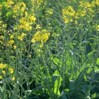 فروش-زمین-کشاورزی