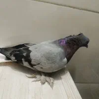 کبوتر|پرنده|شوشتر, |دیوار