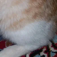 گربه پیدا شده