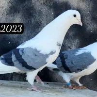 پشت سبز|پرنده|تهران, نیروی هوایی (پیروزی)|دیوار