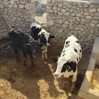 گوساله نر|حیوانات مزرعه|دهدشت, |دیوار