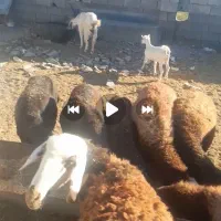 بزسانن اصل|حیوانات مزرعه|مشهد, آزادشهر|دیوار