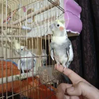 اسباب بازی ب عکس نگا۶ کن