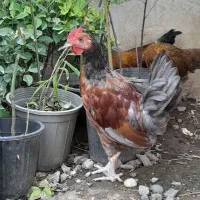 فروش مرغ و خروس نژاددار یکساله