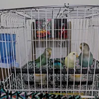 ۳ تا طوطی برزیلی رنگ خاص|پرنده|چمران, |دیوار