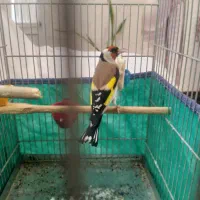 سهره وسهره قناری نر