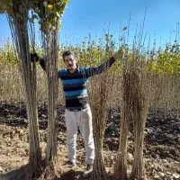 اگه قصد خرید دارین پاییز نهال انواع میوه وصنوبر