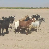 بز ترکی|حیوانات مزرعه|شیراز, دوکوهک|دیوار