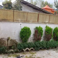 درخت های کاج دائما سبزده ساله کاملا سالم بدون آفت|گل و گیاه طبیعی|رشت, شکار اسطلخ|دیوار