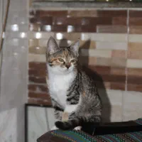 گربه گمشده|حیوانات|مشهد, رده|دیوار