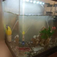 قناری آکواریوم شرکتی معاوضه با قناری نر|ماهی|همدان, |دیوار