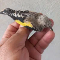 سهره