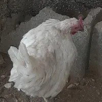 دو۲عددخروش ویک مرغ کرک محلی اصل خورموج درخدمتم|حیوانات مزرعه|خورموج, |دیوار