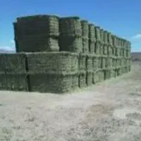 یونجه خوزستان