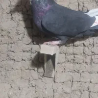 تعدادی کفتر