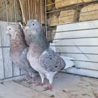 کبوتر پرشی دهنخور بته دار