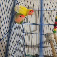 طوطی کوتوله جفت|پرنده|شاهینشهر, عطار|دیوار