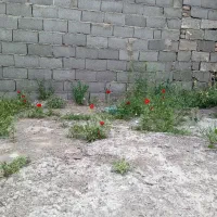 زمین آپارتمان چاهشک